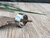 effen ring zilver